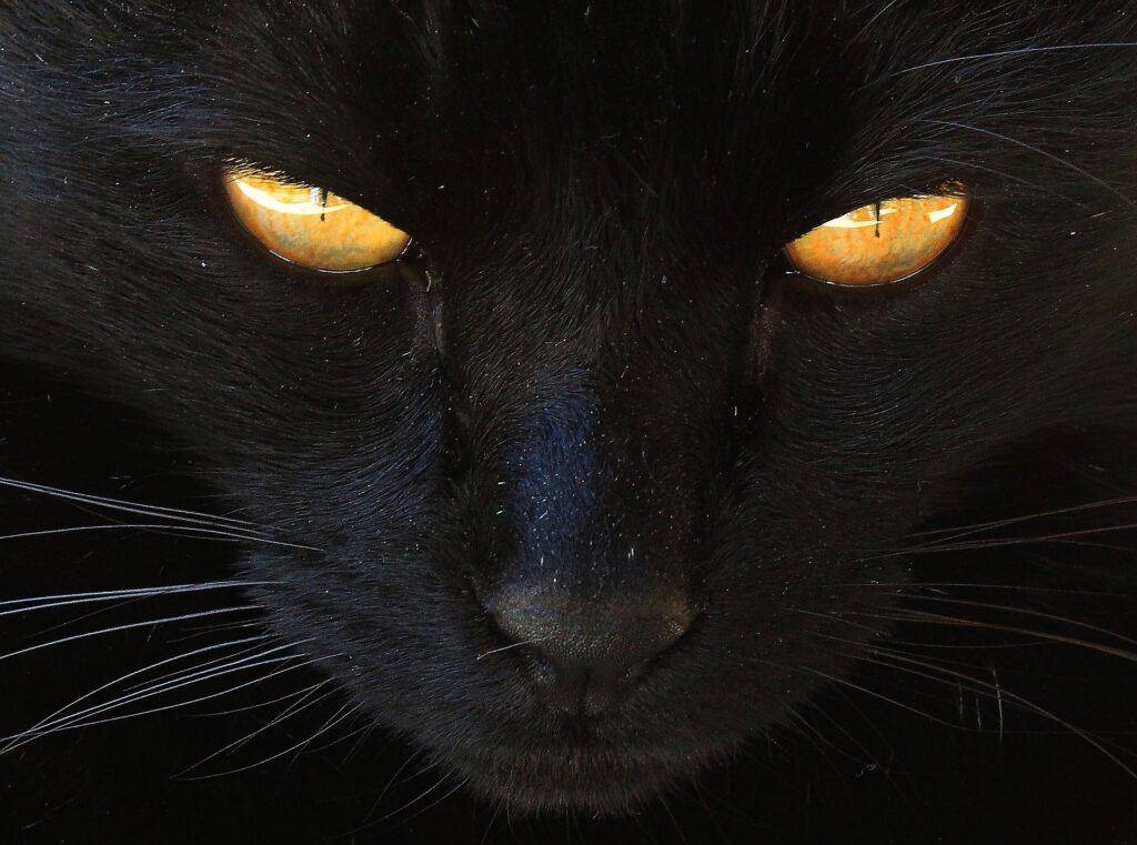 14 Fun Facts About Black Cats