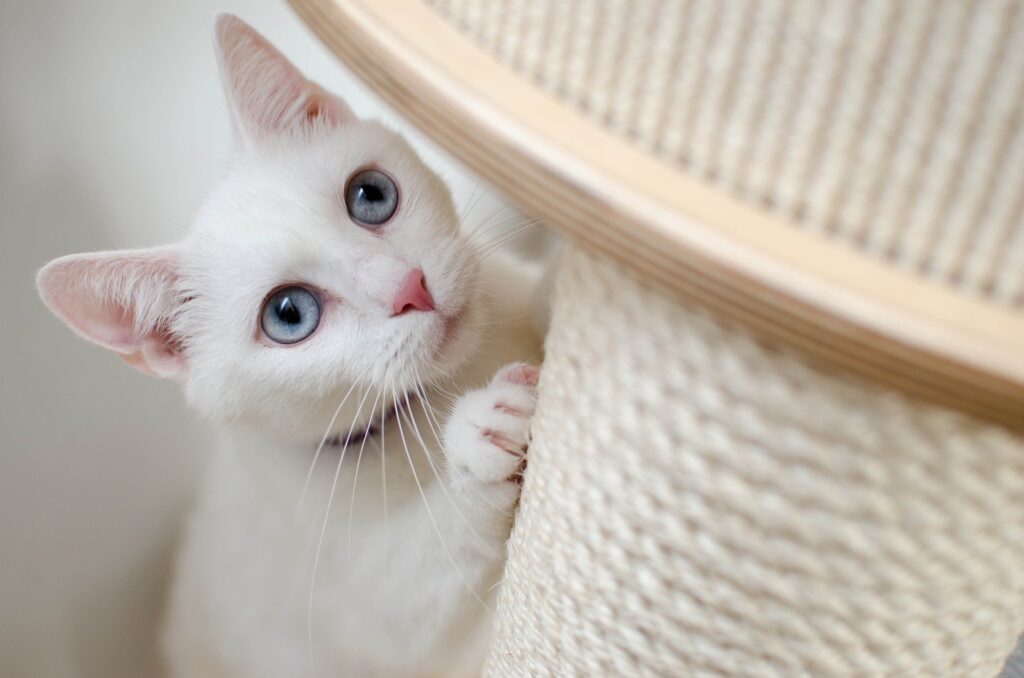 4 Brilliants Ways to Make Your Pretty Cat Happier