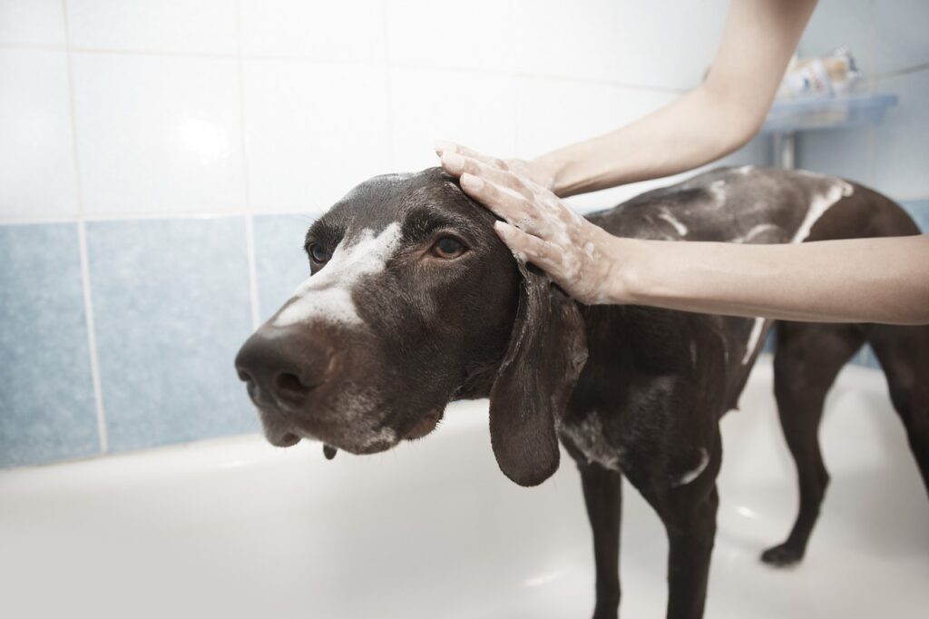 How to Take Care of Your Dog’s Health and Hygiene?