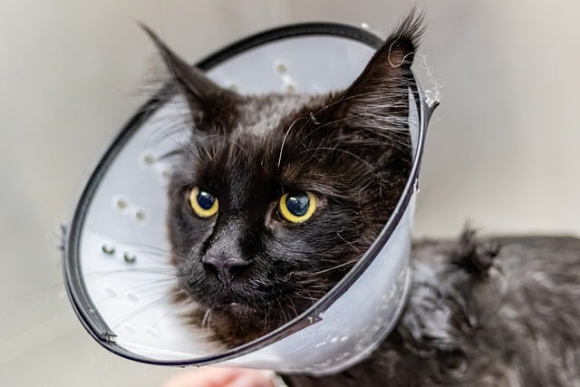 4 Signs that your cat is sick and must visit a vet!