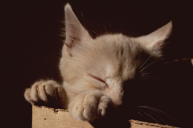 5 Things To Know Before Getting A Kitten!