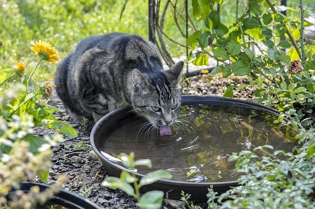 How to help your cat deal with hot weather?