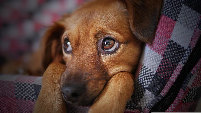 Do Dogs Really Miss Us When We Leave the House?