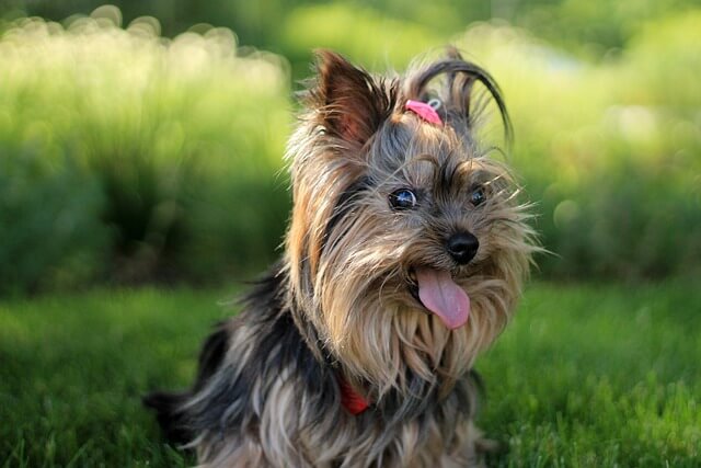 The 24 Best Small Dogs Breeds For Families!!